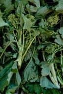Leafy greens